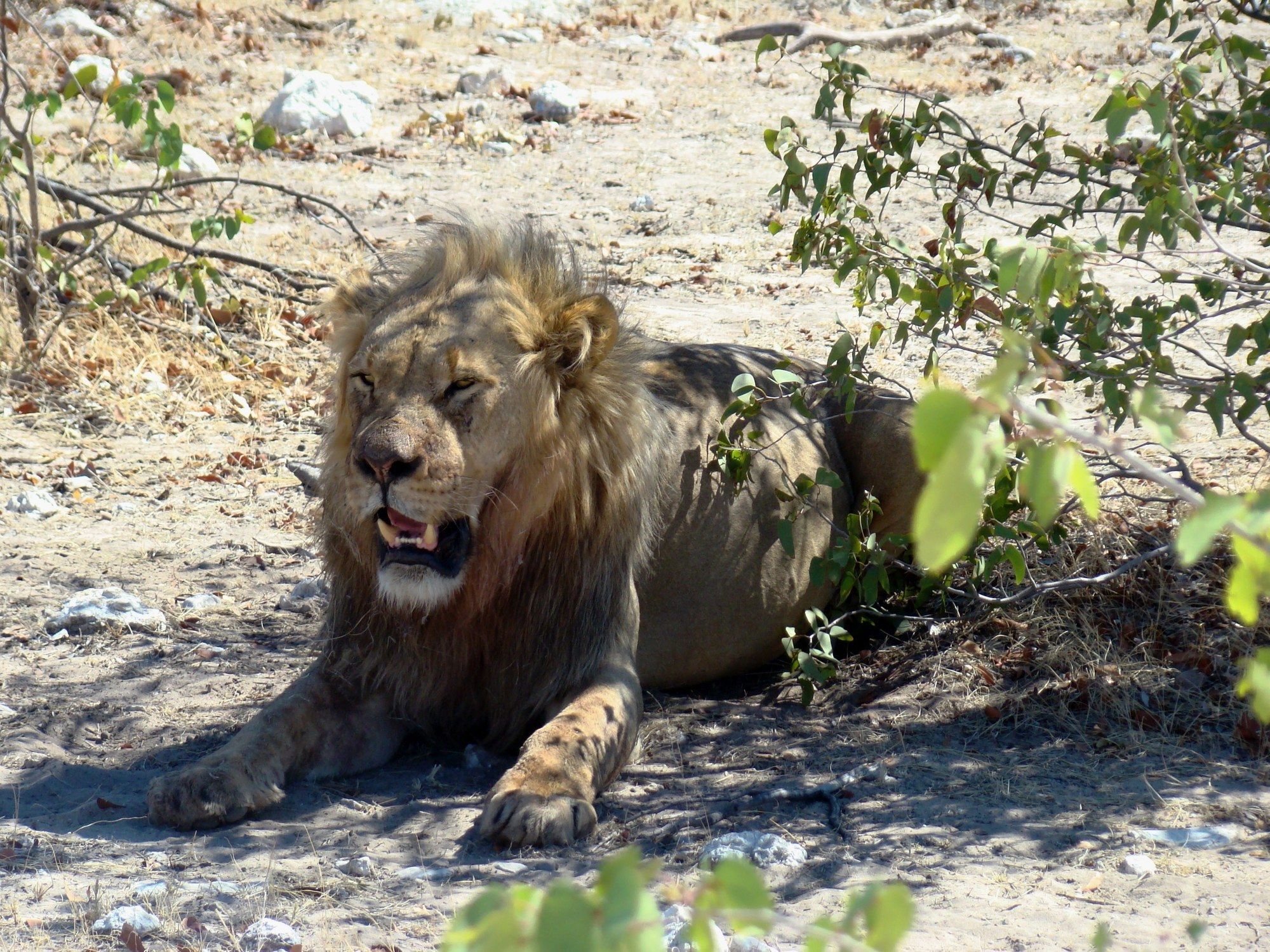 Gondwana Etosha Safari Lodge Okaukuejo Bagian luar foto